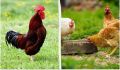 Почему курятник не обходится без петуха: две важных причины