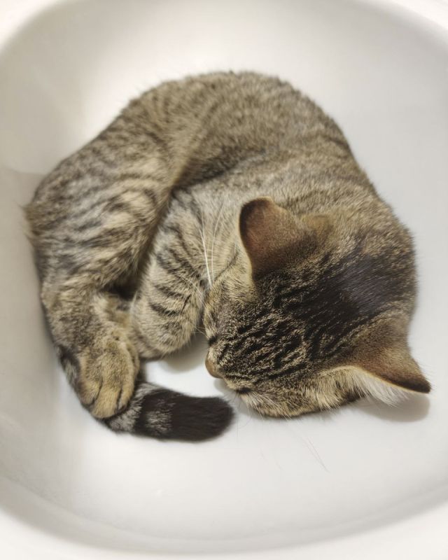 ��� ������������ ����: �������� �� ������� ����� ����� ������� ������