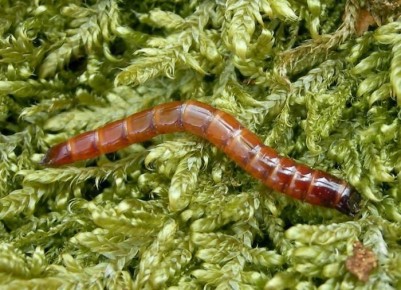 Как сохранить урожай: эффективные методы борьбы с проволочником