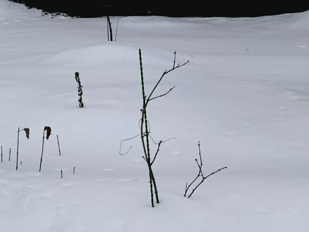 Как защитить растения от зимнего ветра: полезные советы для вашего сада