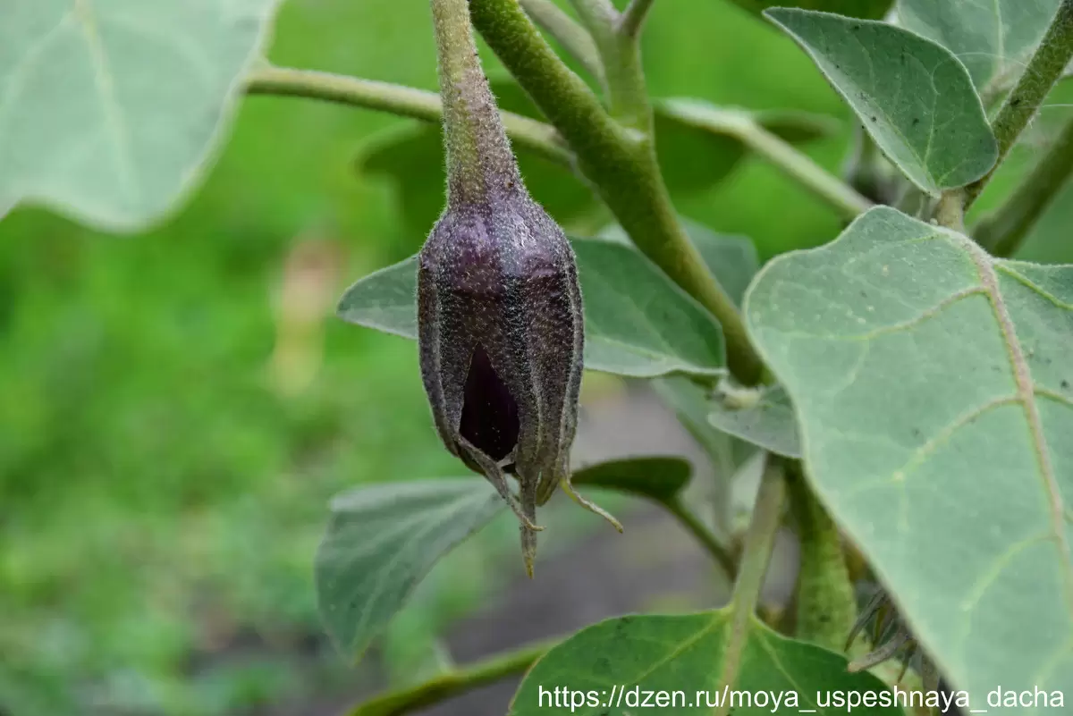 Ускоряем урожай: как правильно подкармливать баклажаны в июле