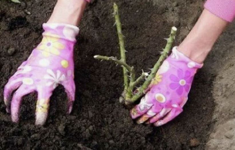 �������� ������� ���: ��������� ����������� ��� ������ ��������