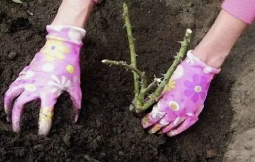 Весенняя посадка роз: пошаговое руководство для яркого цветения