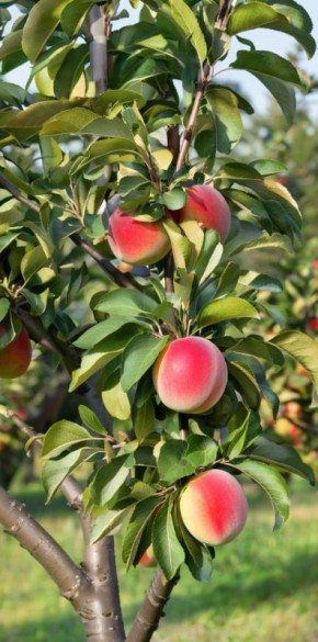 Как защитить плодовые деревья от вредителей: практические советы для садоводов