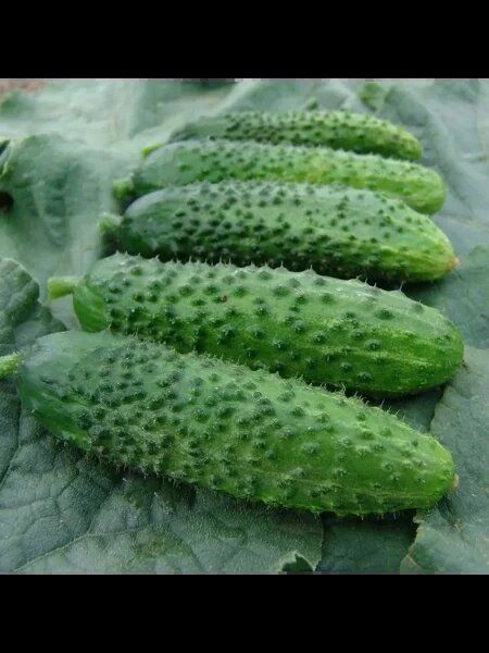 ������ ��������: ��� �������� ������ ������ ���������� �� ����� �������