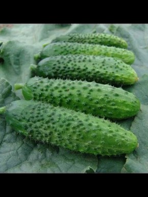 ������ ��������: ��� �������� ������ ������ ���������� �� ����� �������