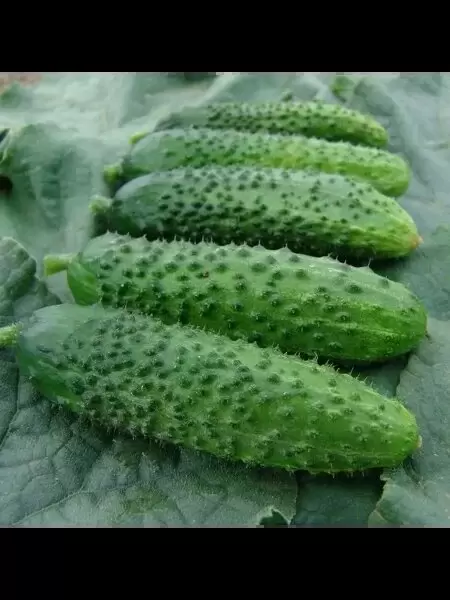 Огурец Верность: как получить щедрый урожай корнишонов на своем участке