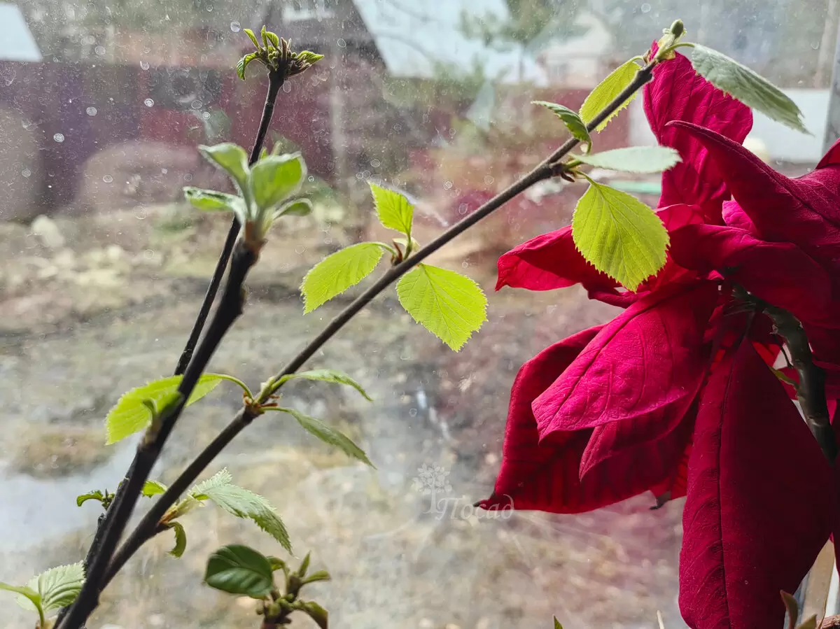 Снежная плесень: как избежать ее воздействия на сад и растения