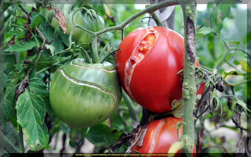 ������ ��������������� ������: ����� ����������� �����