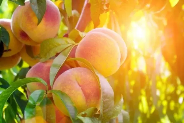 Персик Солнечный: причина внимания садоводов