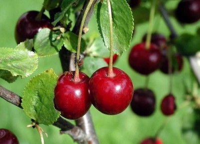 ������� ��������� ����������� �������