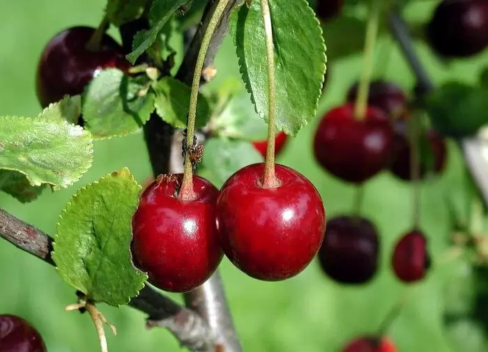 Секреты успешного выращивания черешни