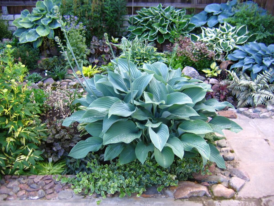 ��� ��������� ��������� �� �������: ������� �� ������� ���������