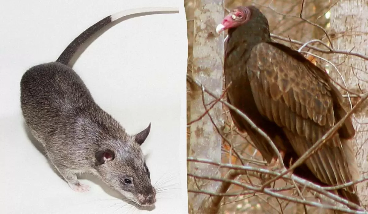 Необычные чемпионы среди животных: у кого самое лучшее обоняние?