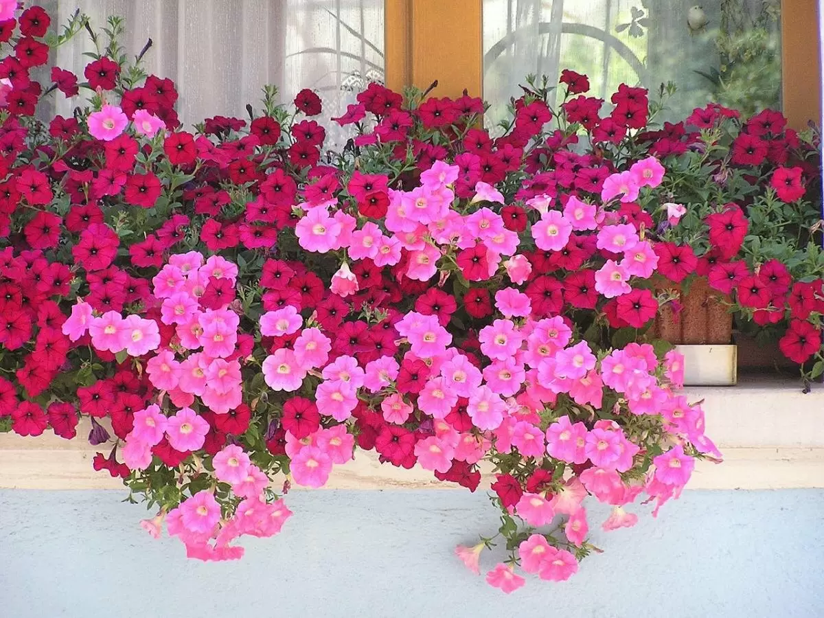 Январский посев петуний: как добиться раннего цветения и красивого сада