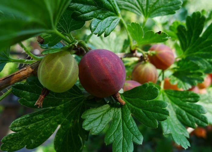 ��������� ������ �����: ������ � ������������� ����������