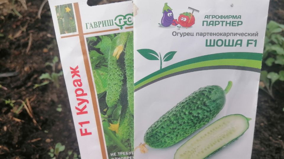 ��������� ��������: ����� ����� ������� ������������� ����������� ����?