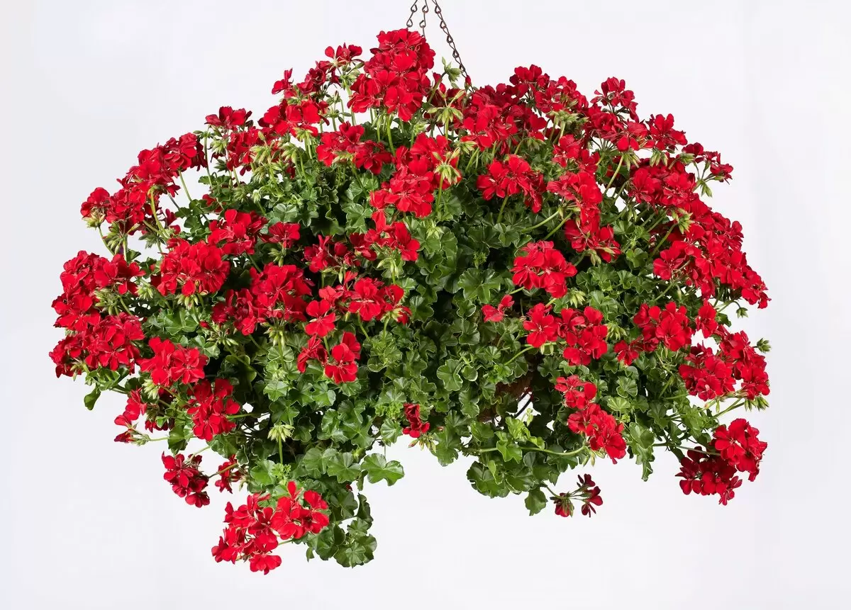 Гармоничный подвесной сад: простые решения для кашпо, которые удивляют соседей