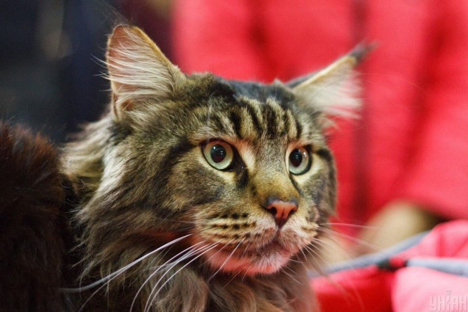 ������ ���� ���� ���������? ������� ���� ������������ ������