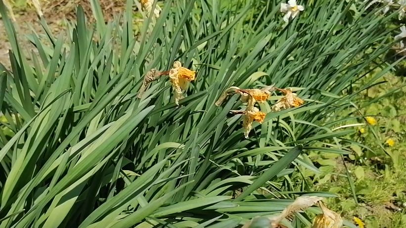 ��� ��������� ��������� �� ����������: ������� �������� ��������