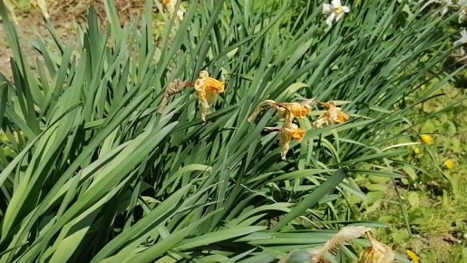 Как правильно ухаживать за нарциссами: секреты опытного агронома