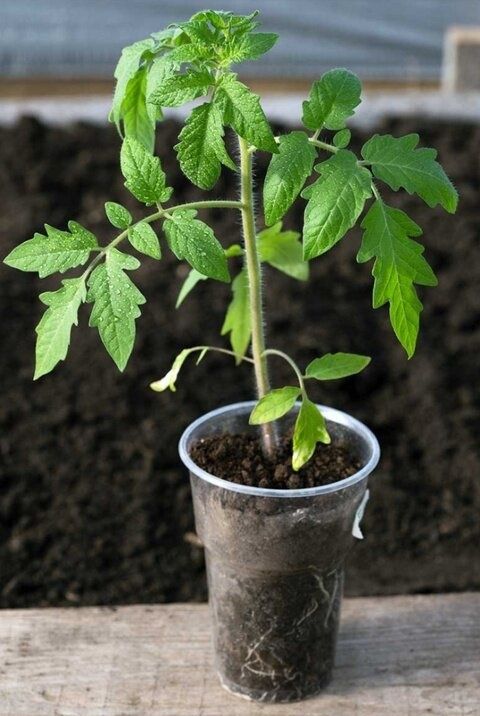 ��� ��������� �������� ��������� ������� ������� ��� ���� � ���������