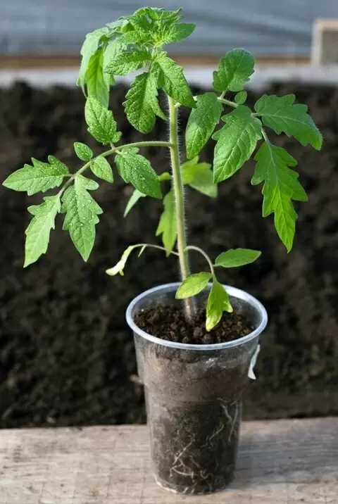 Как советские садоводы вырастили крепкую рассаду без ламп и удобрений