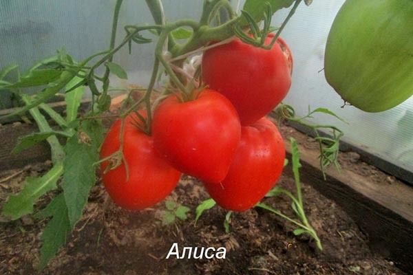 ����� �����: ������� ��������� ����������� � ��������������� ����