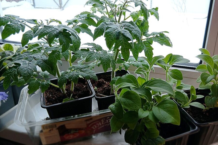 ������� �������: ��������-����������� �������� �������