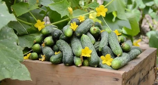 ��� ��������� ���������� ������ � ���: ������ ��� ��������� ������