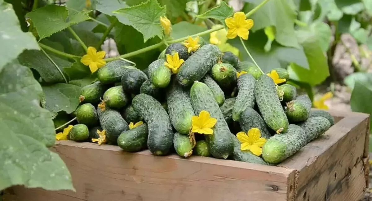 Как правильно подкормить огурцы в мае: советы для успешного урожая