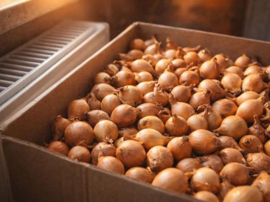 Увеличьте урожай с помощью правильного прогревания лука