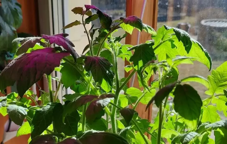 Пикировка рассады томатов: сроки и советы по подготовке в апреле