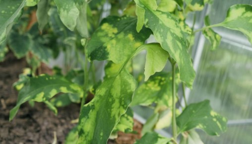 ��� ������ ���� ������ �� �������������: ������� ������ � ����������� ������