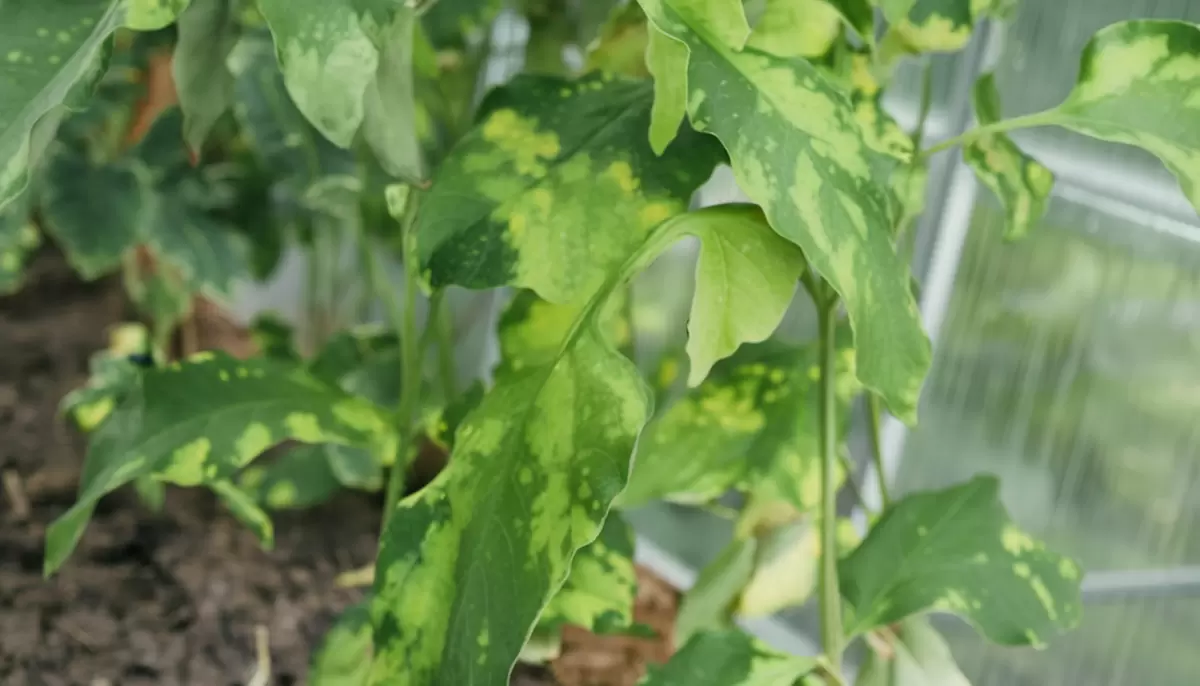 Как спасти ваши томаты от кладоспориоза: главные советы и проверенные методы