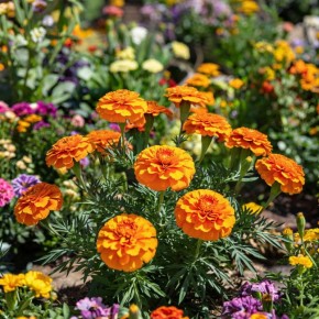 �� ��� �������� ���������: �������� ��� ���� ������� �����, ��������� ������� �����