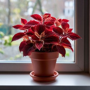 ������� ������: �������, ������� �������� ������������