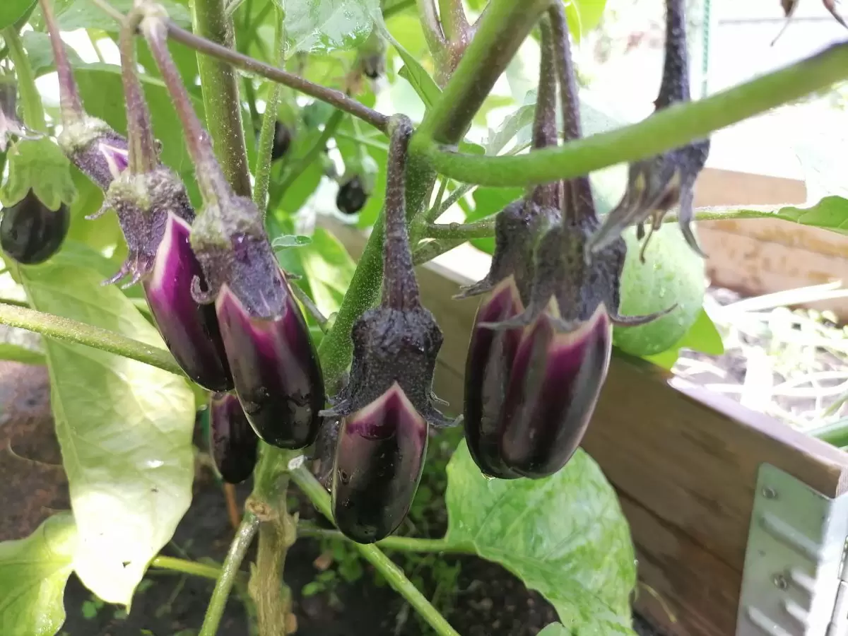 Кистевые баклажаны: как заморозить на зиму и что вы знаете о Навале?