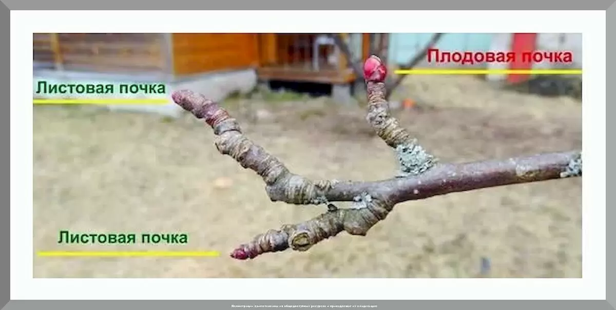 Как поднять урожай в саду: популярные советы для дачников