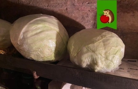 Как добиться сочной и крепкой капусты: секреты последнего полива перед сбором урожая