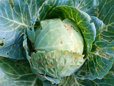 Защита капусты от слизней: эффективные методы борьбы