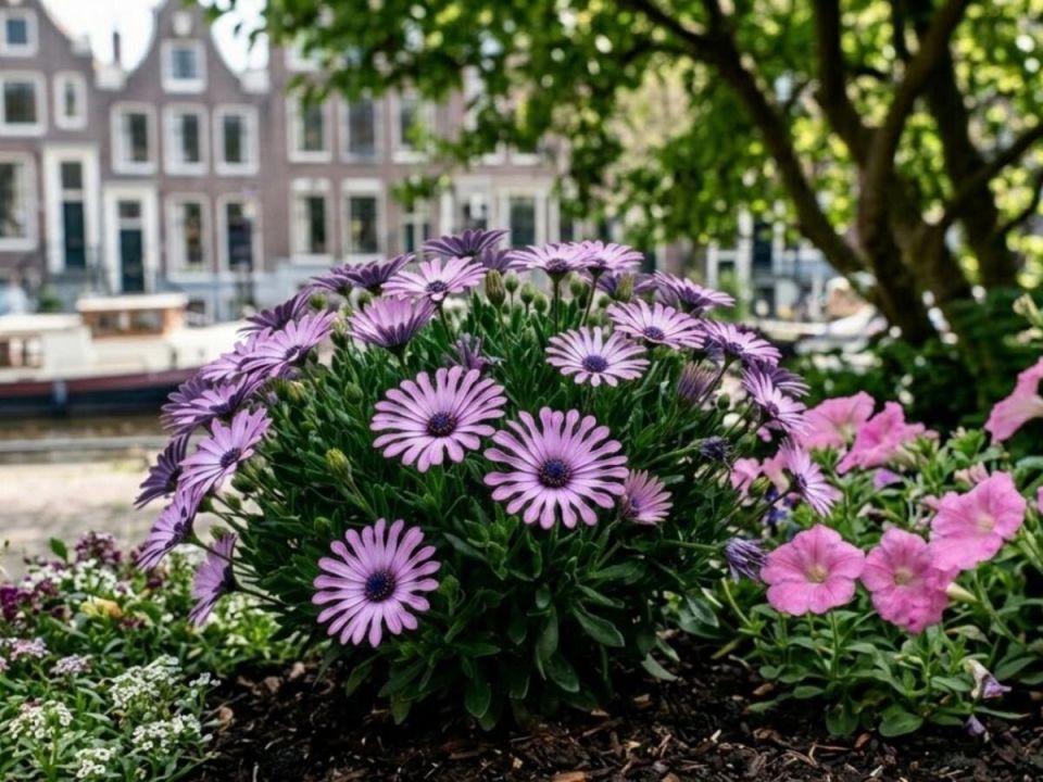 ������ �� ������ ��������� ��� ������� ����� � ��������� �������� �������