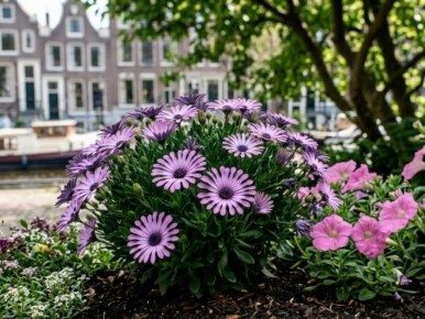 ������ �� ������ ��������� ��� ������� ����� � ��������� �������� �������