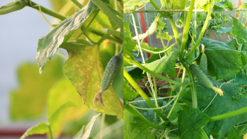 6 ������, ������� ������ ������� ������� ������ �������