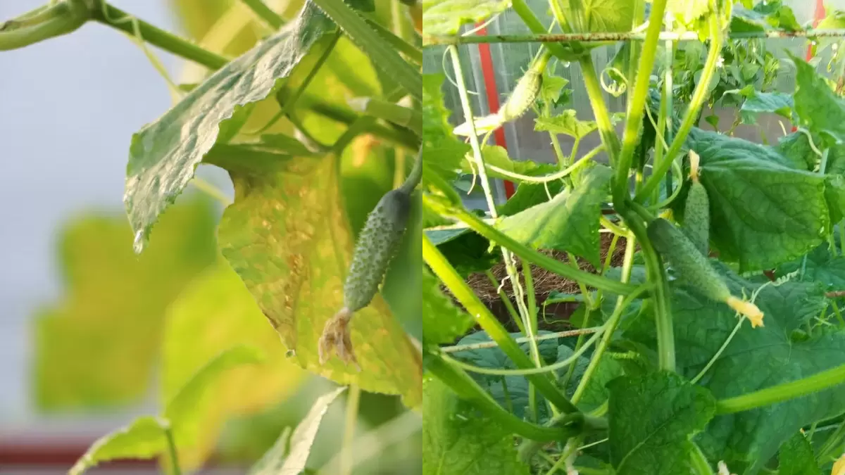 6 ошибок, которые мешают собрать богатый урожай огурцов