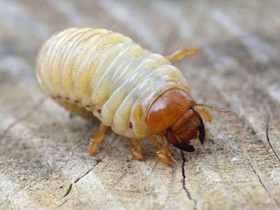 ������� �������� ����: ����������� ������ ������ � ������������� �����������