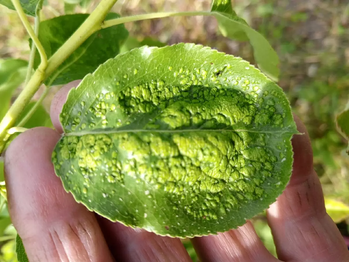 Галловая тля: как защитить свою грушу от невидимого врага