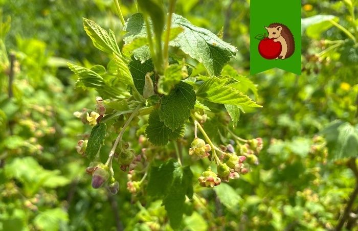 ���������� ����������� ���������: ������ �� ����� �� ��������� � ������ ��������