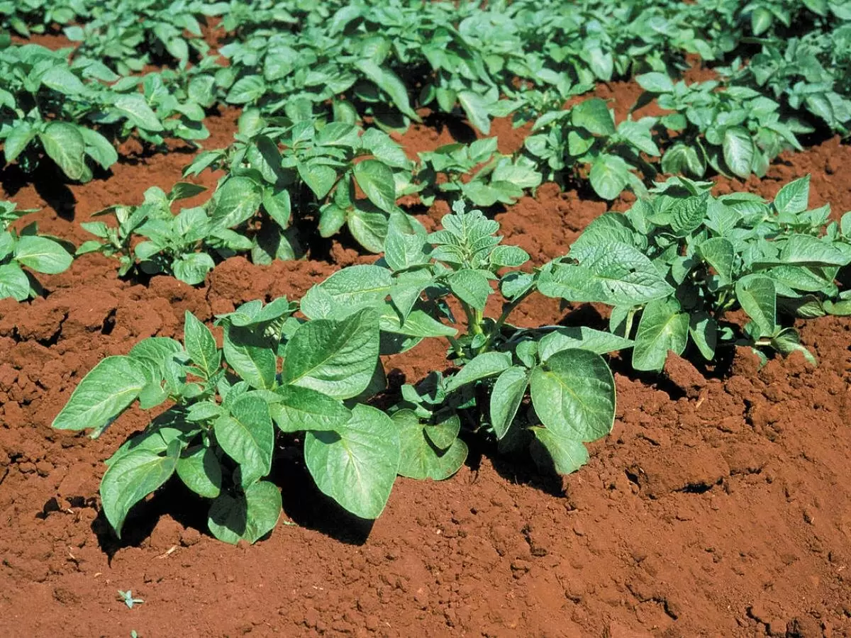 Как избавление от картофельных плодов может увеличить ваш урожай