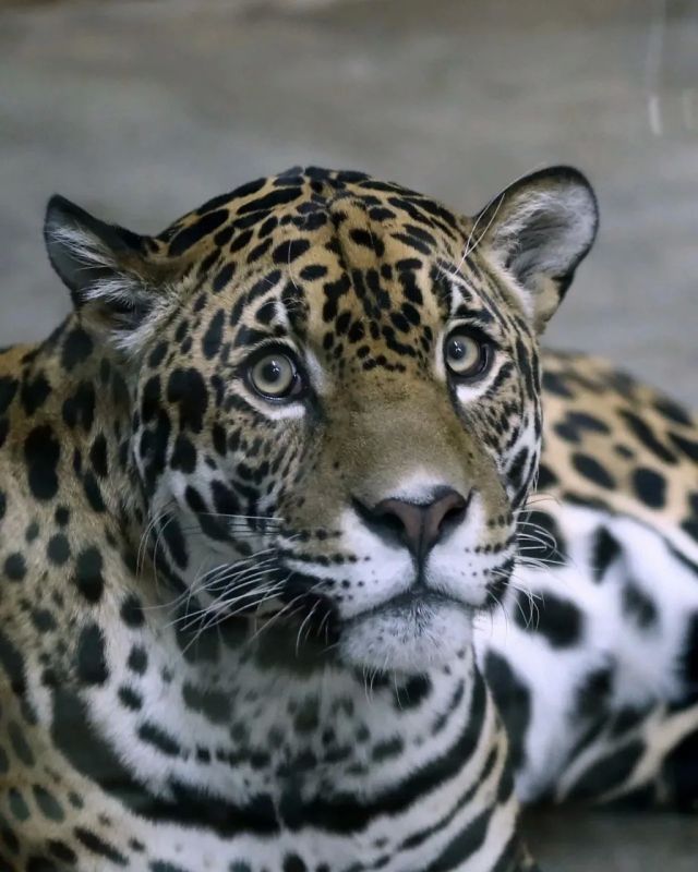 ������ ������� �� ����������� ��������